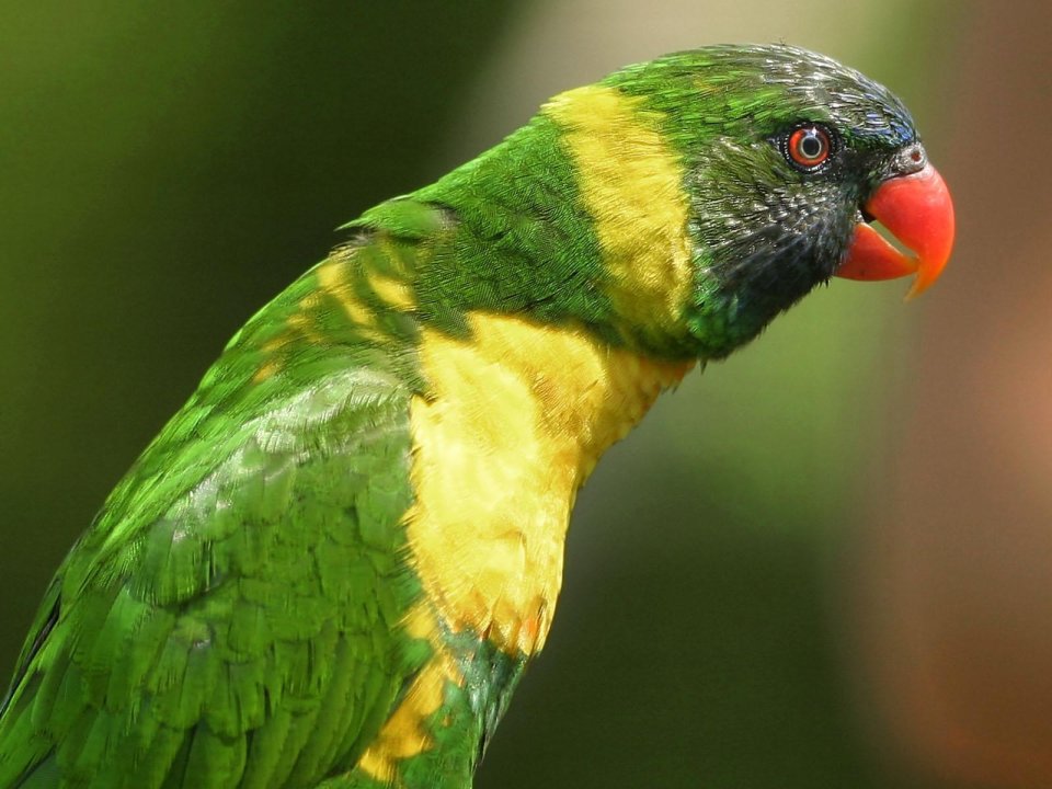 Colorful Lorikeet Close Up