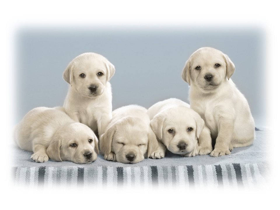 Cute Labrador Puppies Group