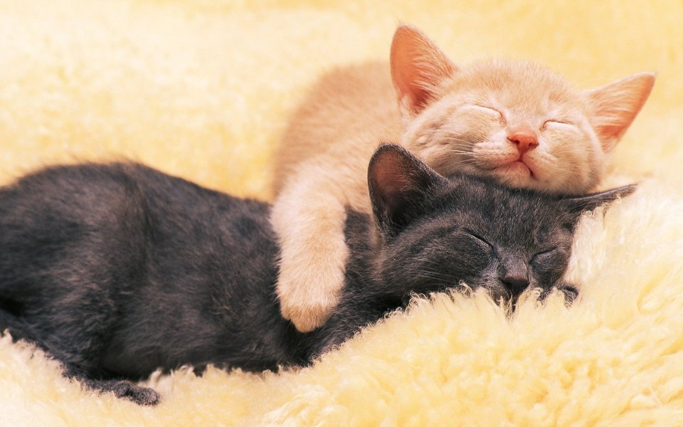Two Cuddling Kittens Sleeping