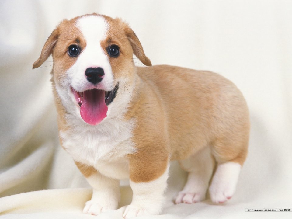 Happy Welsh Corgi Puppy Cute Pet Wallpaper