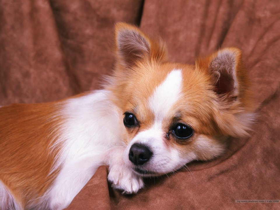 Cute Long Haired Chihuahua Resting On Brown Fabric Sofa