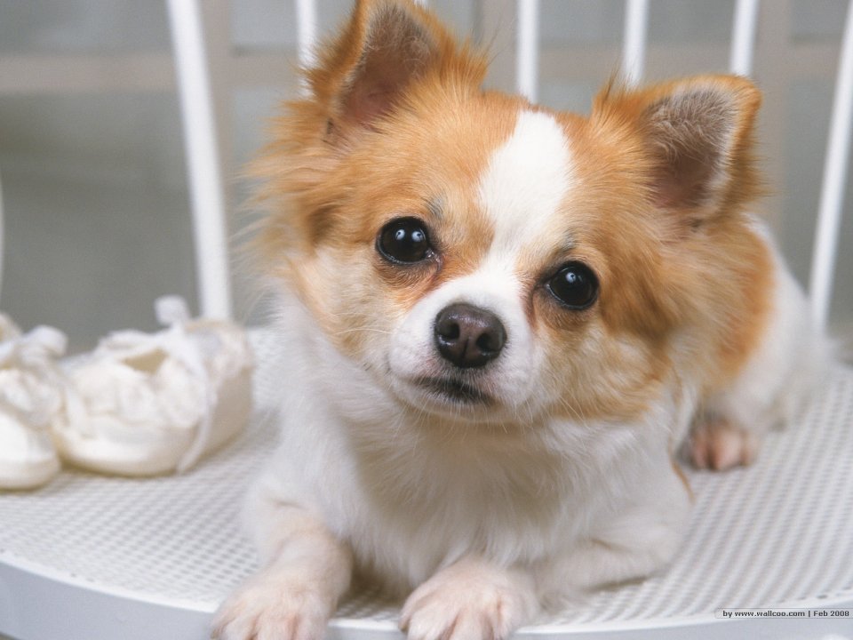 Cute Long Hair Chihuahua On White Chair Pet Wallpaper