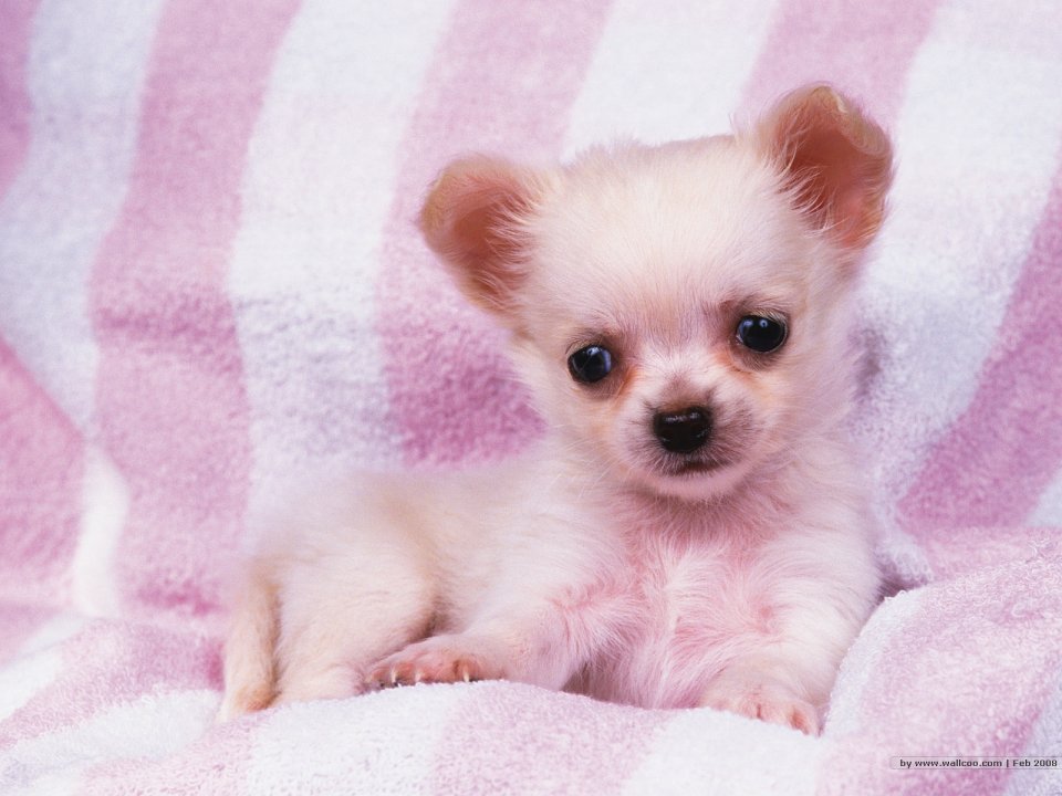 Cute Cream Chihuahua Puppy On Pink White Striped Blanket