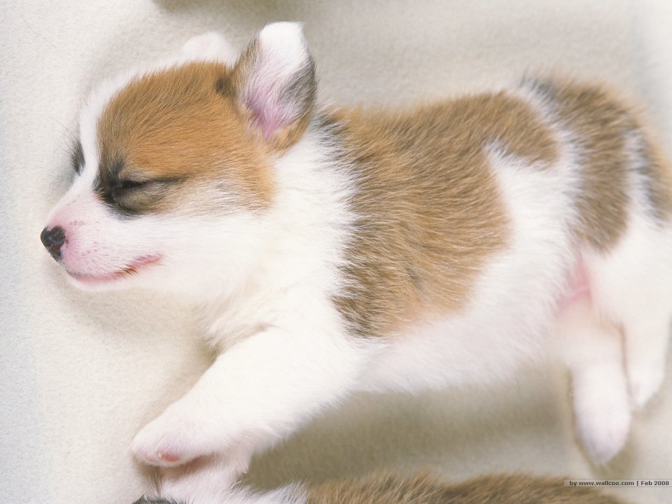 Sleeping Welsh Corgi Puppy Cute Pet Wallpaper