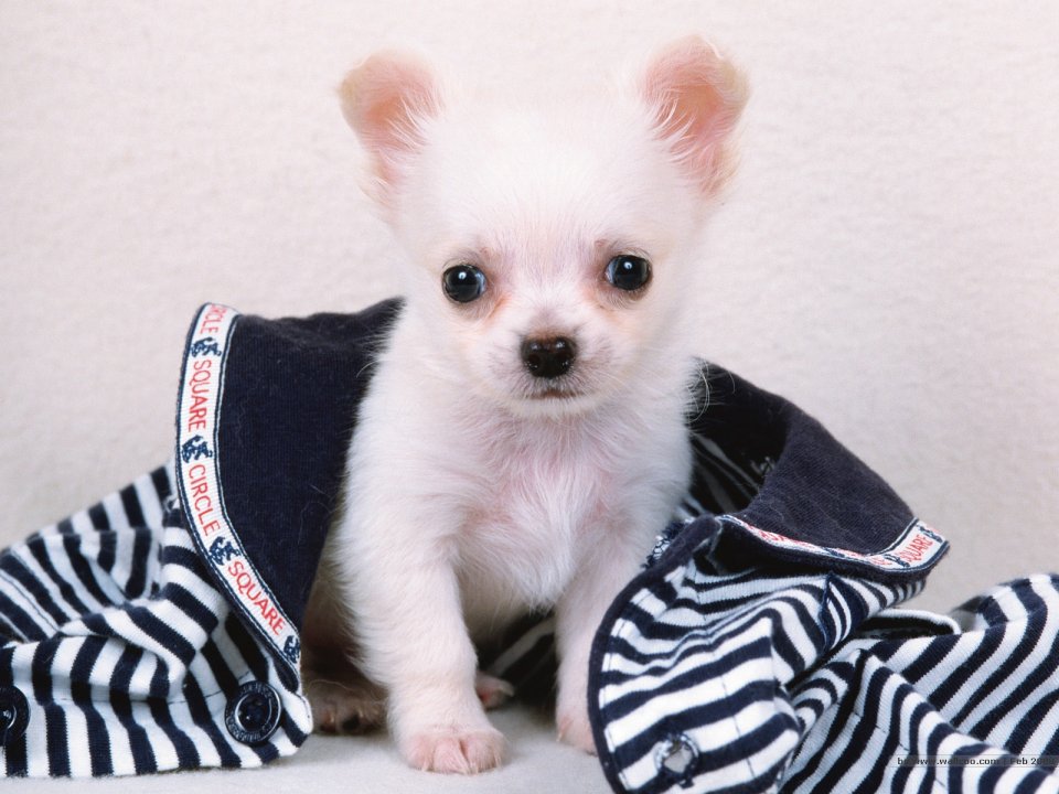 White Chihuahua Puppy Cute Pet Photography Wallpaper