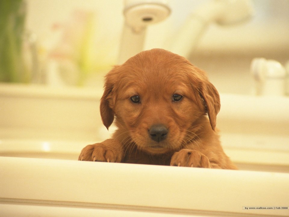 Cute Golden Retriever Puppy In Bathroom Wallpaper