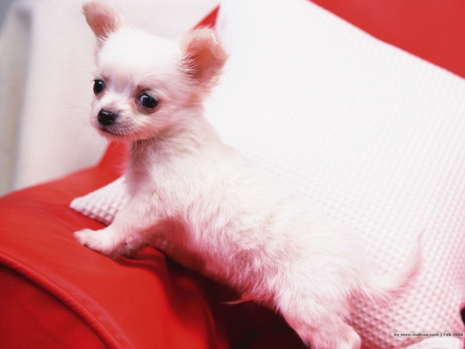奶白色长毛吉娃娃幼犬居家萌照