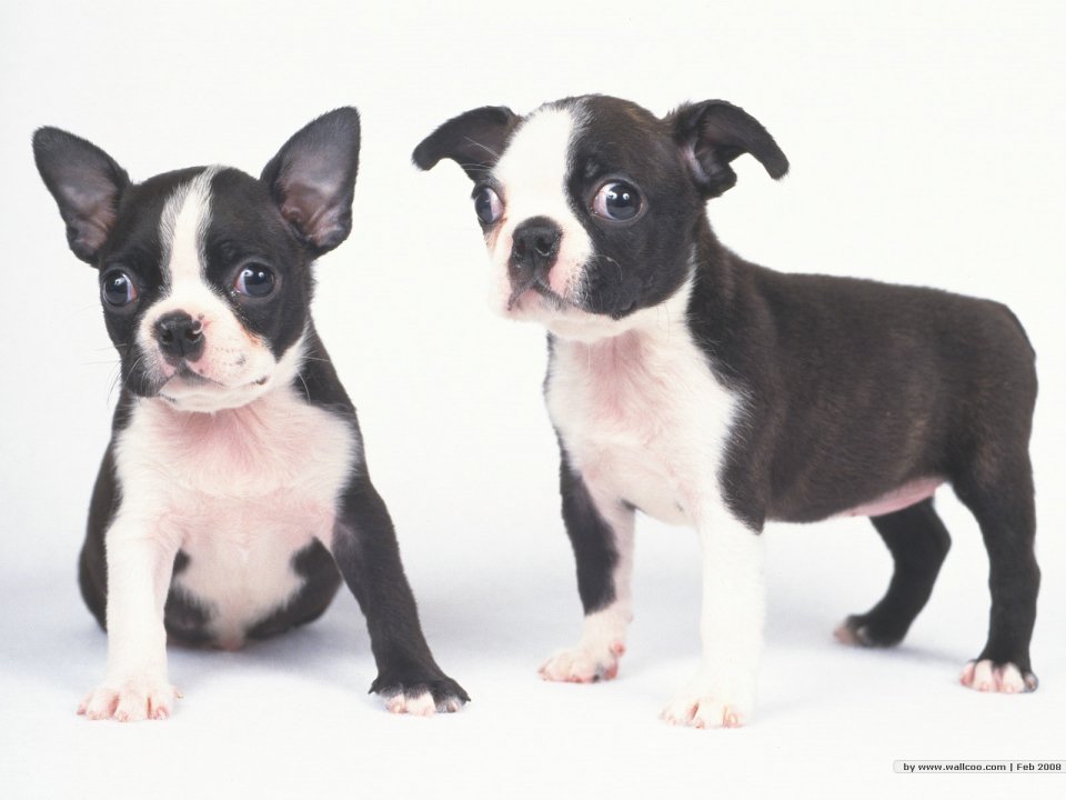 Two Cute Boston Terrier Puppies White Background Wallpaper