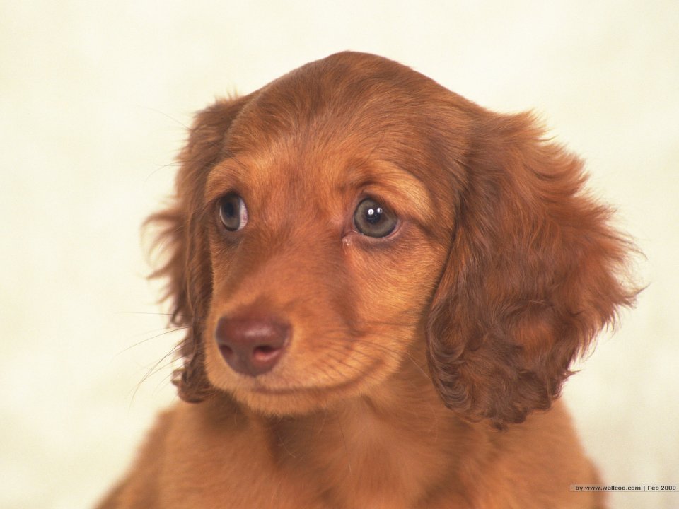 Cute Brown Long Haired Dachshund Puppy Portrait