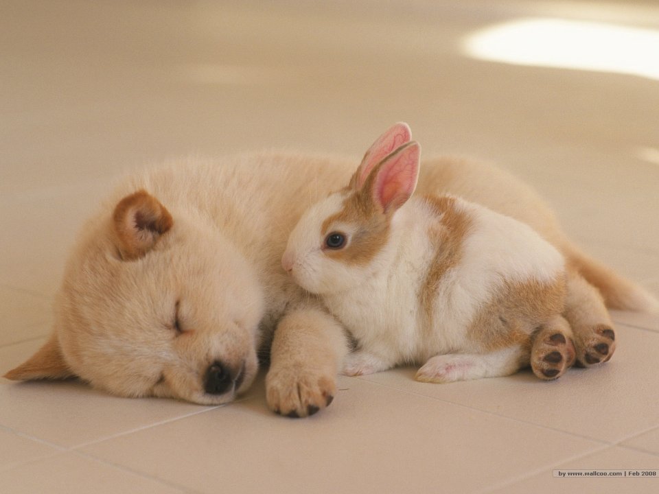 Warm Light Sleeping Puppy And Brown White Rabbit Cute Photo