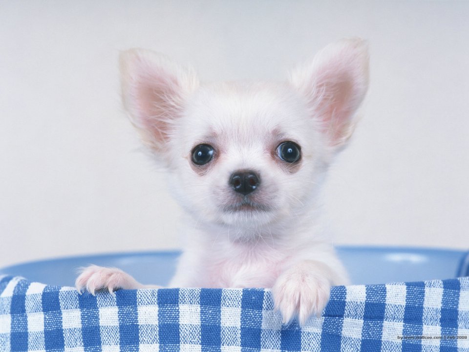 Cute White Chihuahua Puppy Wallpaper