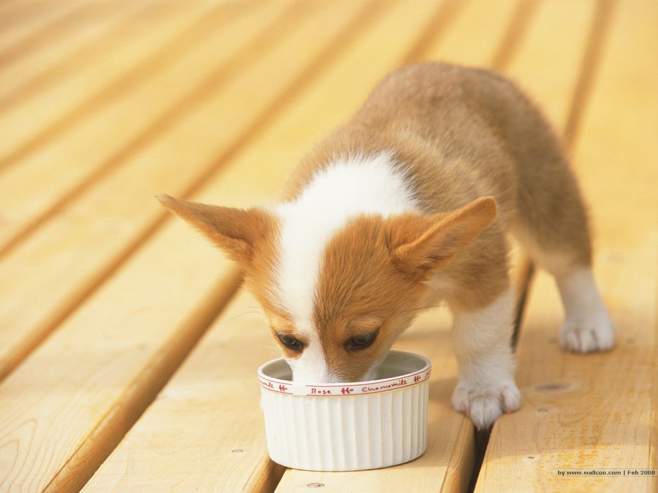 Cute Corgi Puppy Eating On Wooden Terrace Warm Light