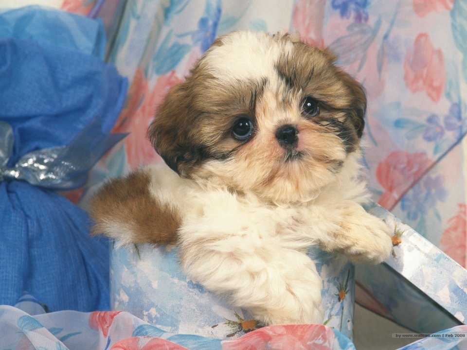 礼盒中软萌西施犬幼犬 可爱宠物桌面壁纸