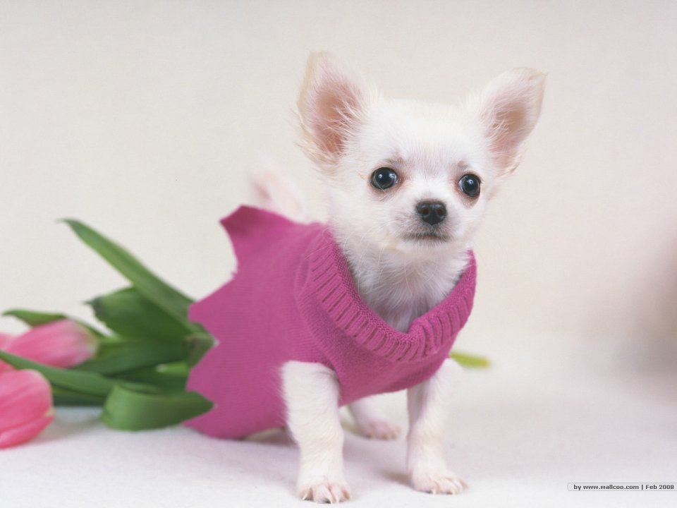 White Chihuahua Puppy In Pink Sweater Cute Pet Photo