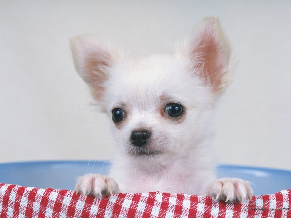 白色长毛吉娃娃幼犬可爱特写壁纸