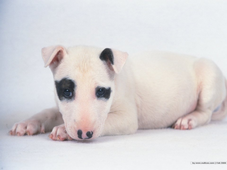 Cute Bull Terrier Puppy Portrait On Plain White Background
