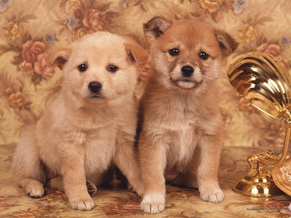 两只可爱柴犬幼犬居家萌宠写真壁纸