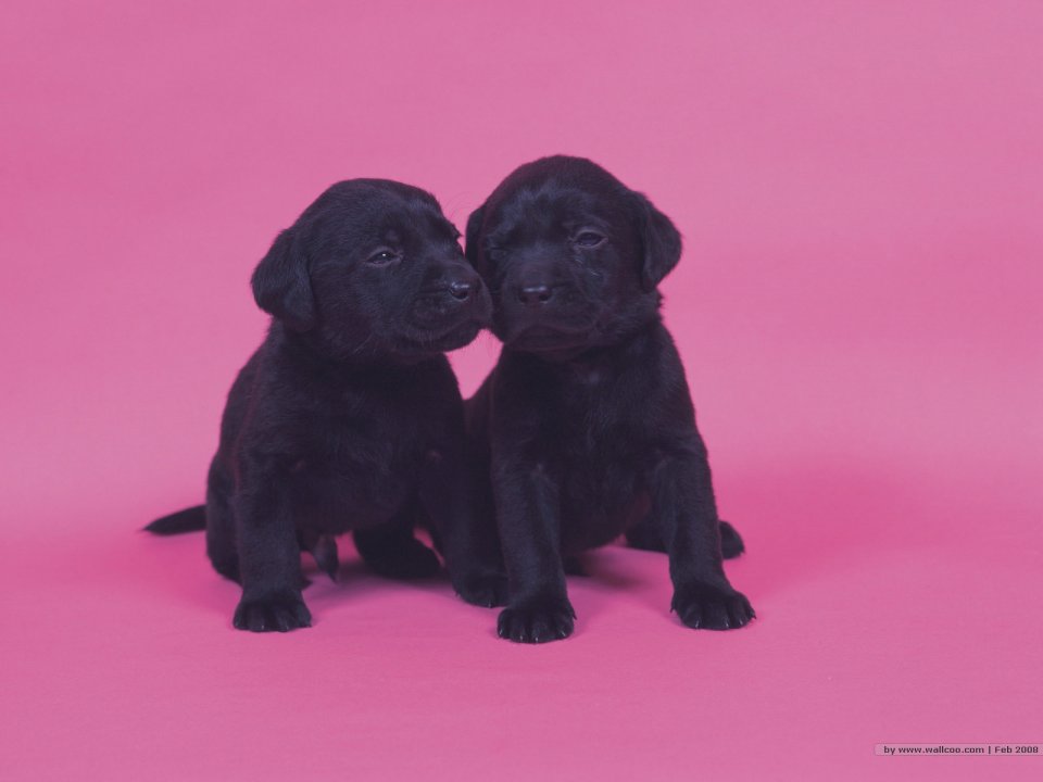 两只黑色拉布拉多幼犬粉色背景萌宠写真壁纸
