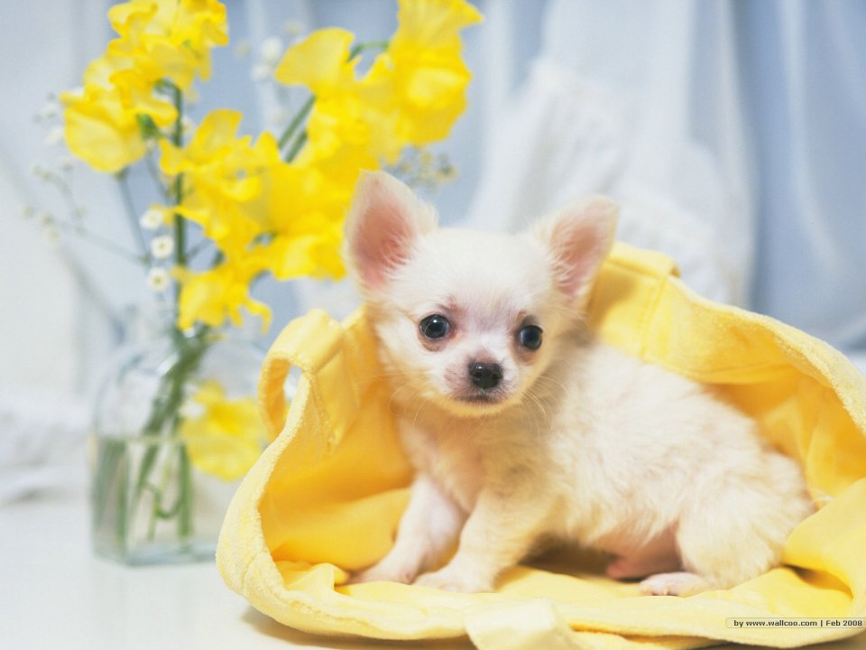 奶白色吉娃娃幼犬居家萌宠治愈壁纸