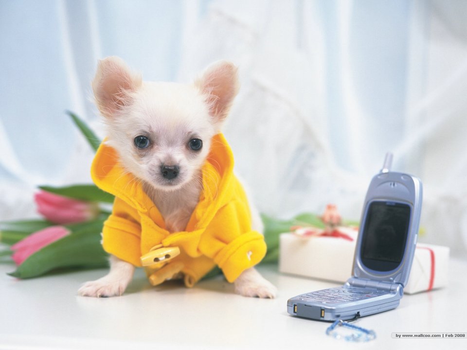 Cute Chihuahua Puppy In Yellow Hoodie Pet Wallpaper