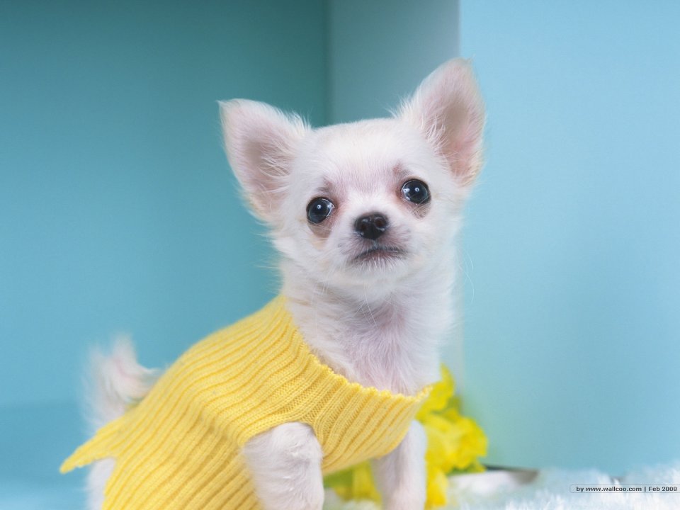 Cute White Chihuahua In Yellow Knit Sweater Pet Wallpaper