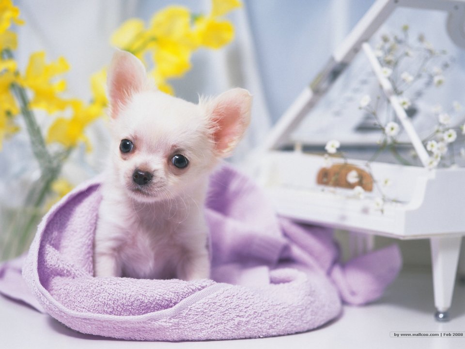 Cute White Chihuahua Puppy Home Pet Photography Wallpaper