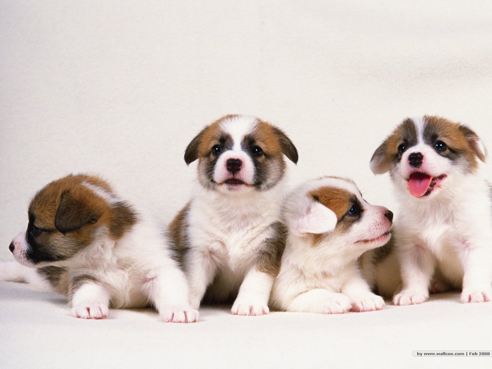 Four Lovely Corgi Puppies Group Portrait Hd Wallpaper