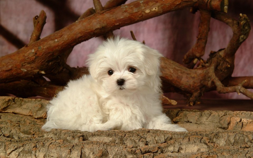 软萌白色马尔济斯幼犬棚拍写真