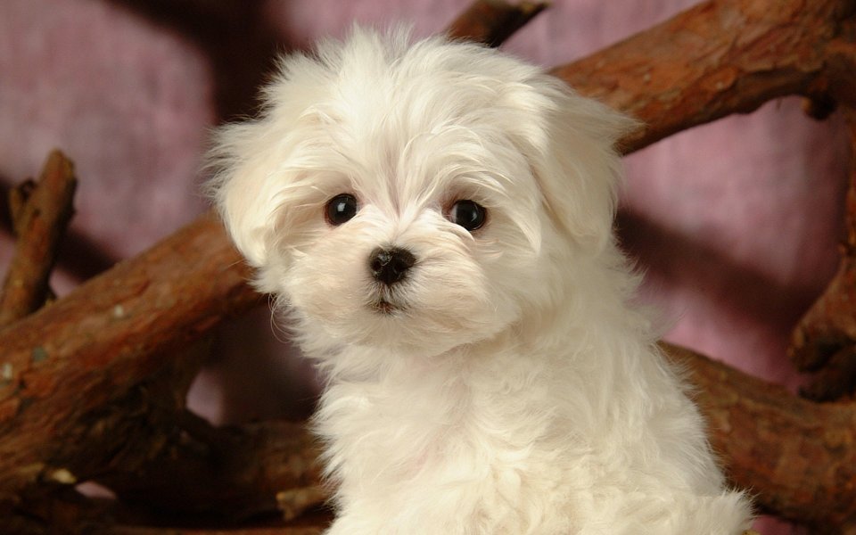 软萌白色马尔济斯幼犬宠物写真