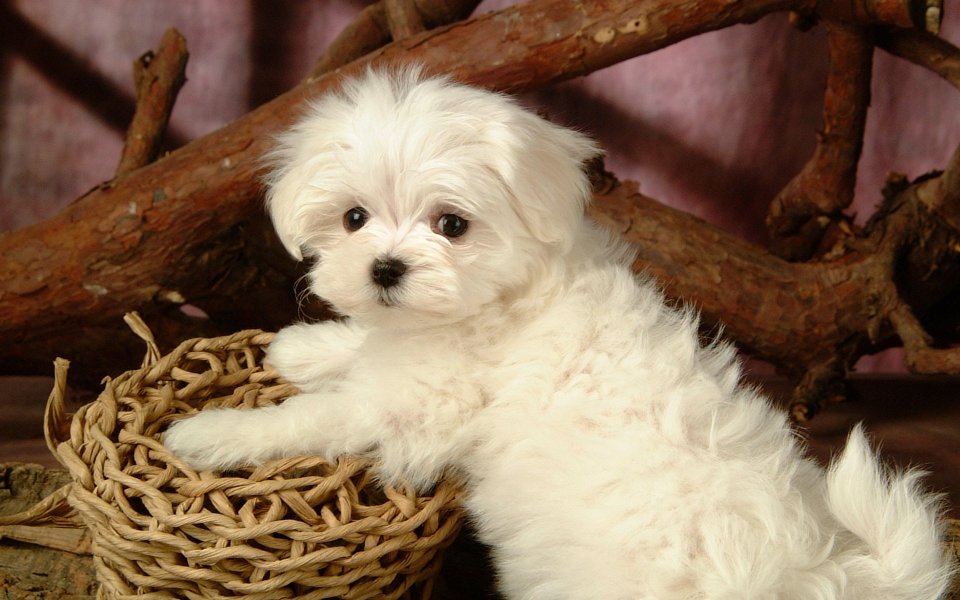 趴在藤编篮边的白色马尔济斯幼犬