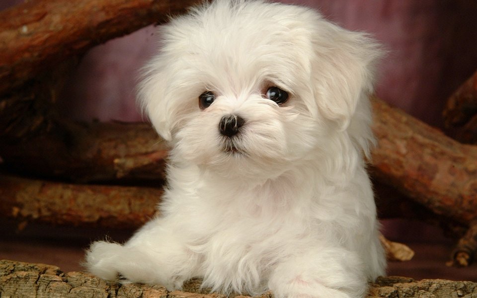 Cute White Maltese Puppy Pet Photography