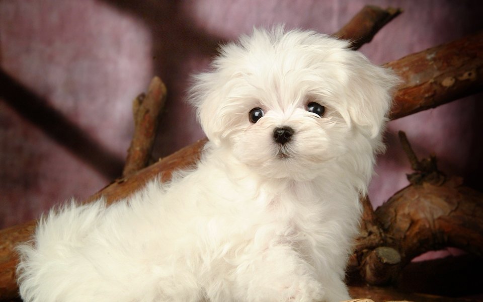 Cute White Maltese Puppy Pet Photography