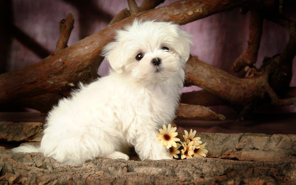 Cute White Maltese Puppy Sitting On Dry Wood Pet Photo