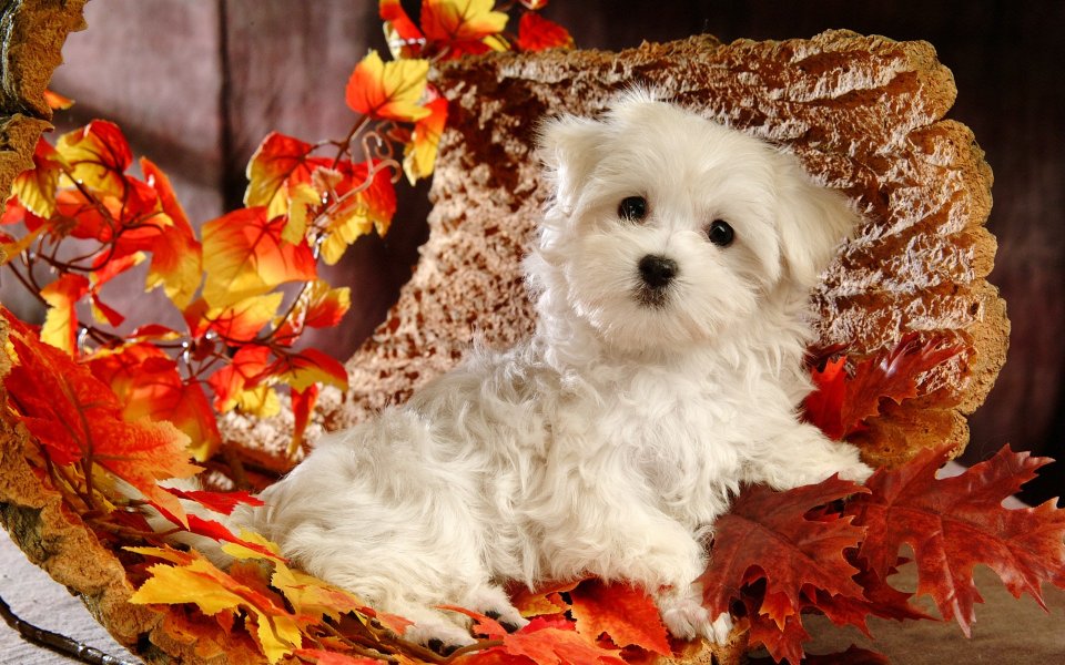 White Maltese Puppy Autumn Maple Leaves Cute Photo