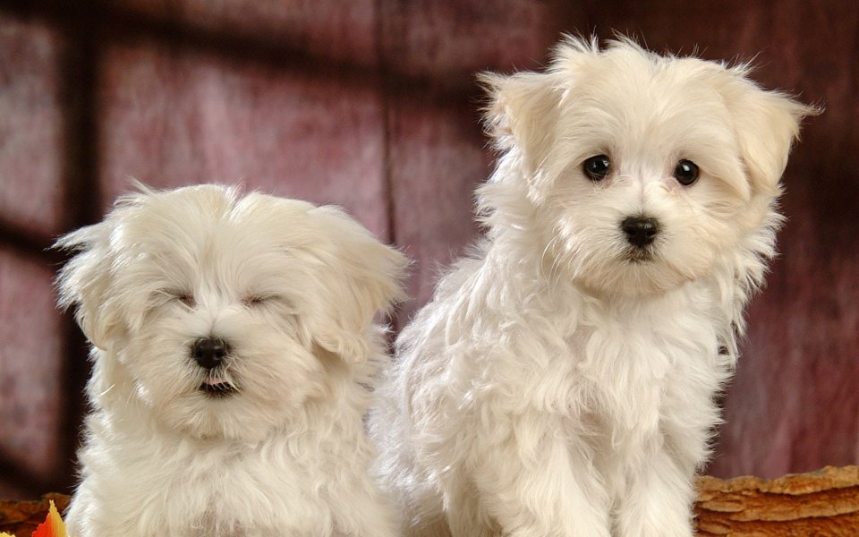 Two Cute White Maltese Puppies Studio Portrait