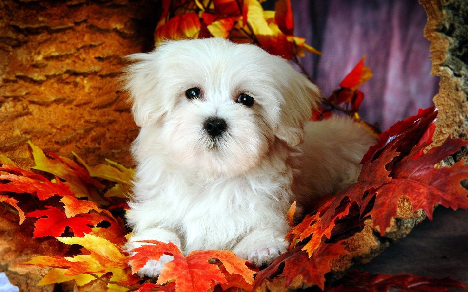 Cute White Maltese Puppy Autumn Maple Leaves Portrait