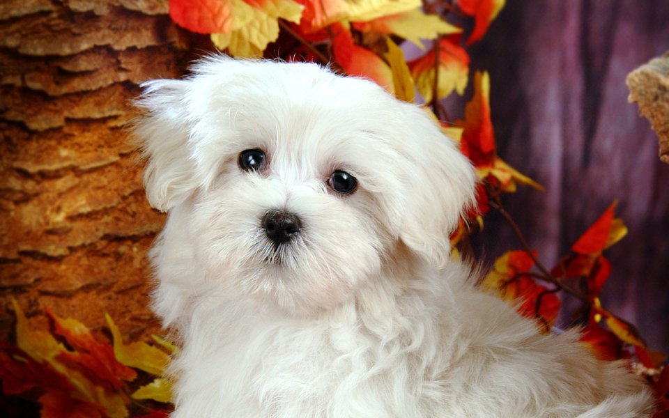 Cute White Maltese Puppy Autumn Scene Portrait