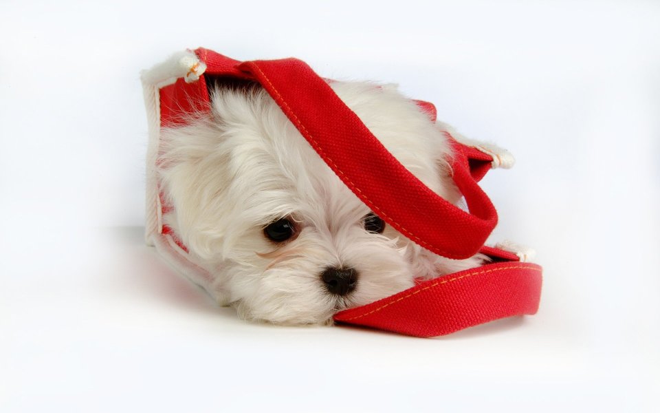 躲在红色帆布包中的白色马尔济斯幼犬