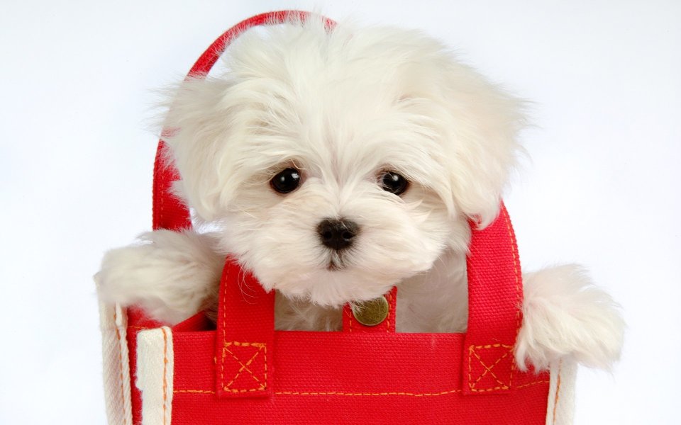 Fluffy Puppy Photo Wallpapers