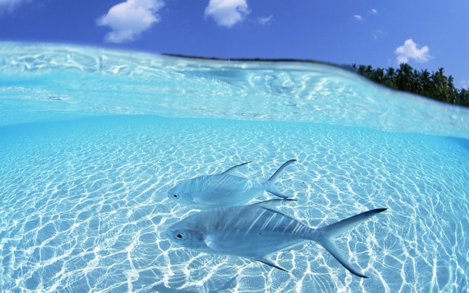 Fish In Clear Maldives Beach Water