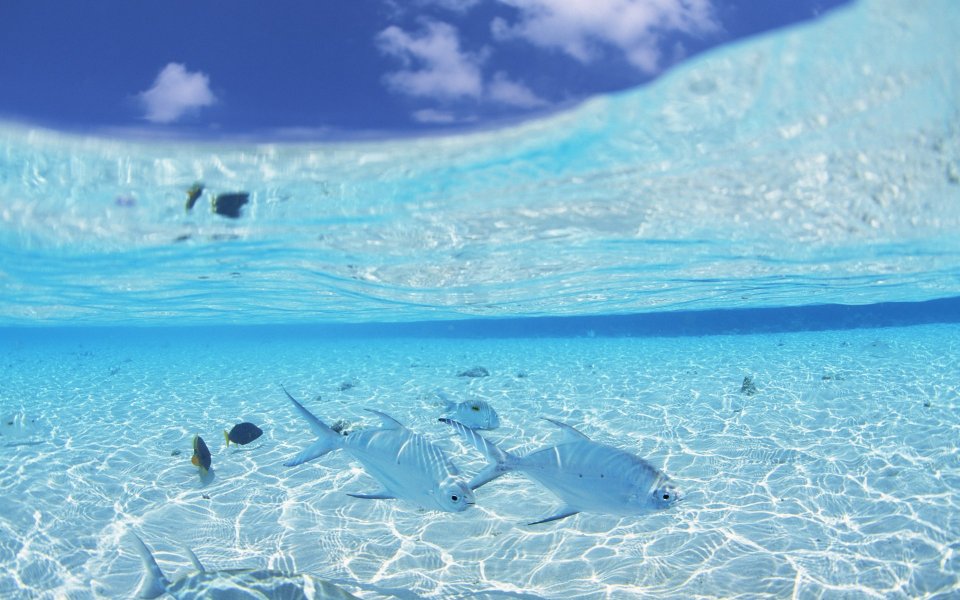 Maldives Beach Underwater Fish And Clear Sea