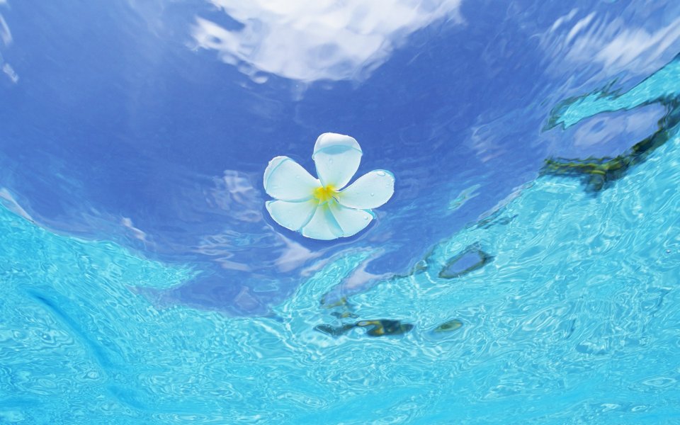 马尔代夫鸡蛋花漂浮在清澈水面