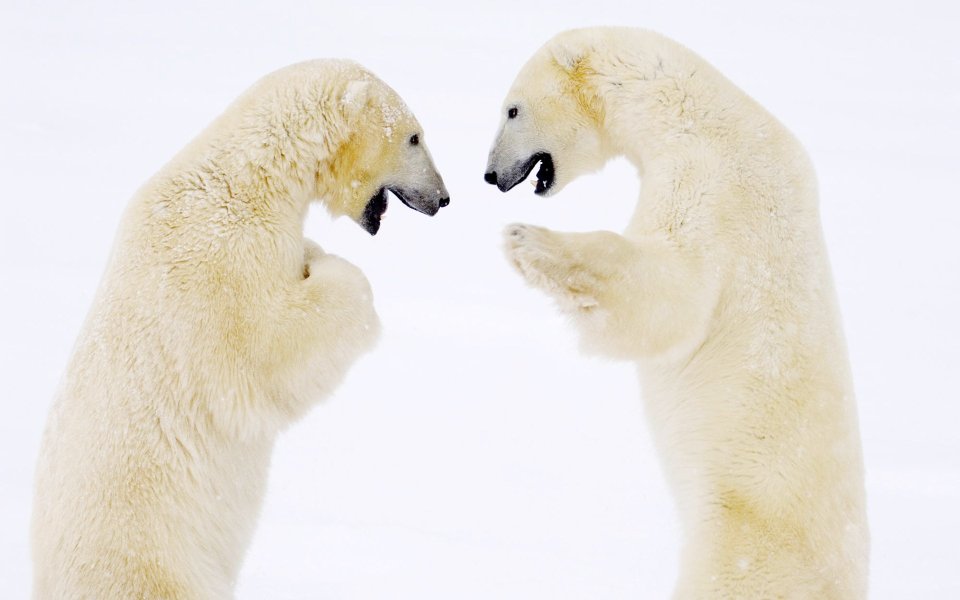 Male Polar Bears Sparring Hudson Bay