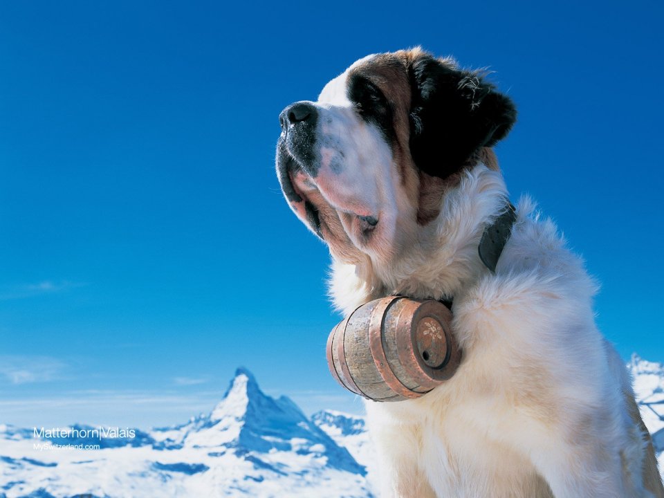 Swiss Saint Bernard In Front Of Matterhorn