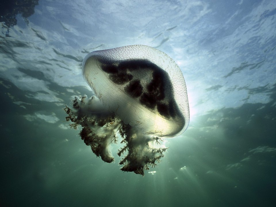 澳大利亚Edithburg紫水母（Mauve Stinger Jellyfish）水下摄影作品