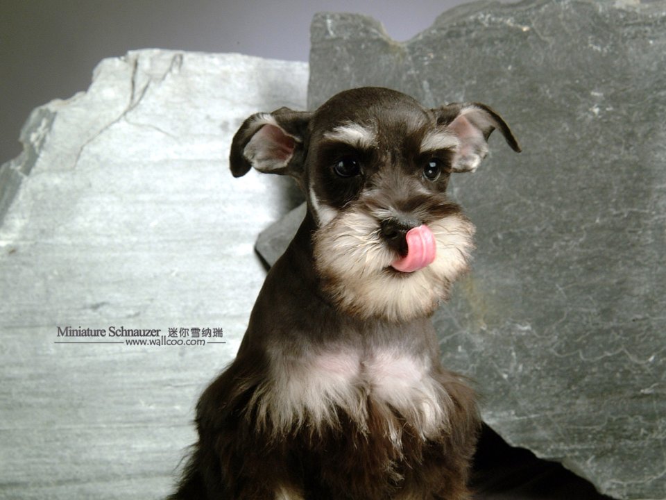吐舌头的迷你雪纳瑞幼犬可爱写真