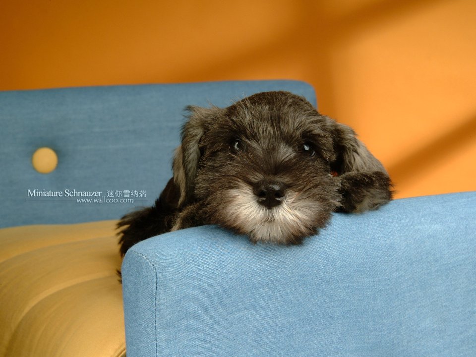 Miniature Schnauzer Puppy Lying On Blue Sofa