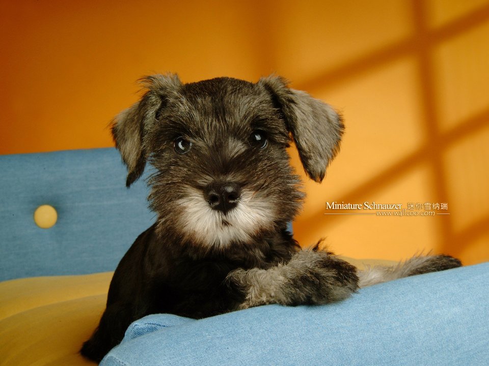 Miniature Schnauzer Pet Wallpapers
