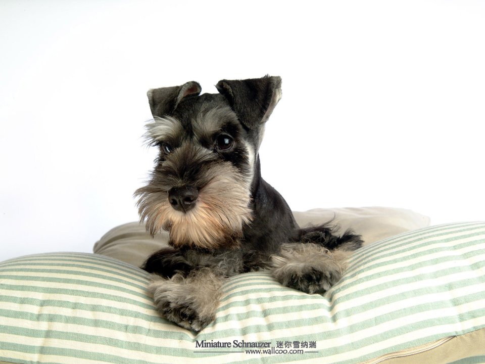 Mini Schnauzer Puppy Lying On Striped Pillow