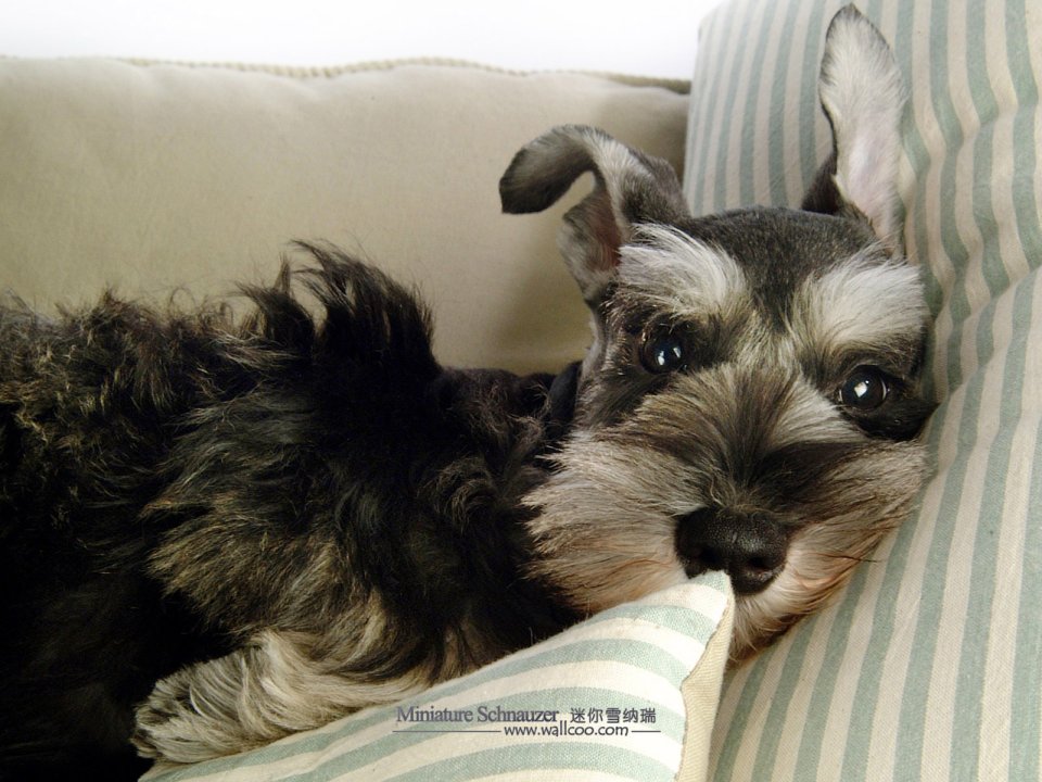 Miniature Schnauzer Puppy Lying On Sofa Cushion
